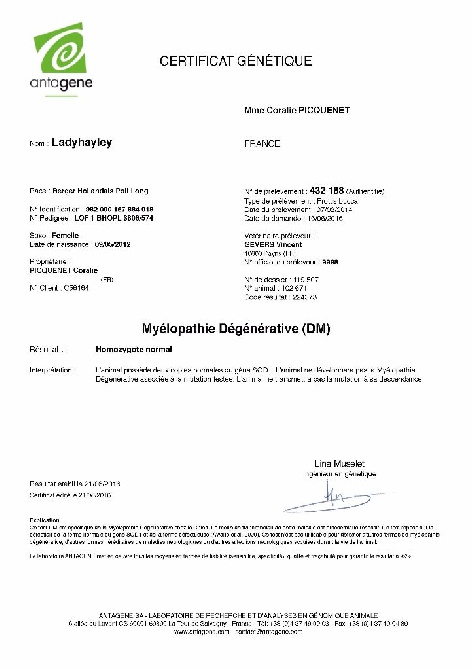 Brindle Wolf - Hayley, Myélopathie Dégénérative saine