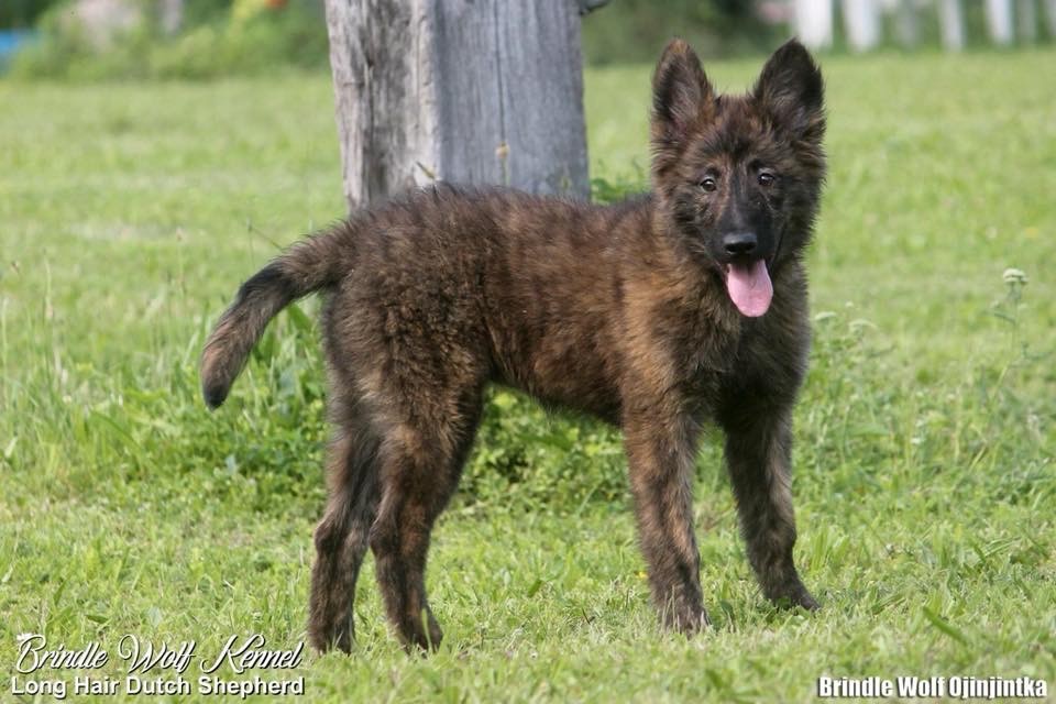 Brindle Wolf Ojinjintka