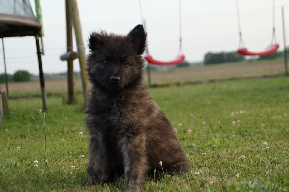 Brindle Wolf Ohanzee
