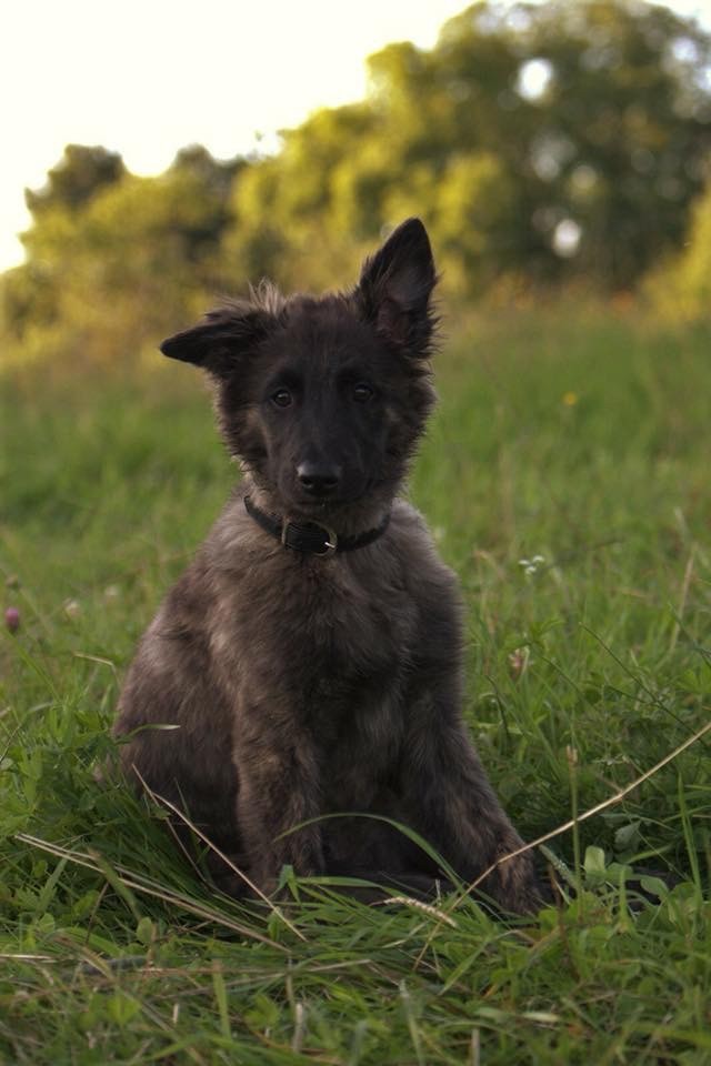 Brindle Wolf Odakotah