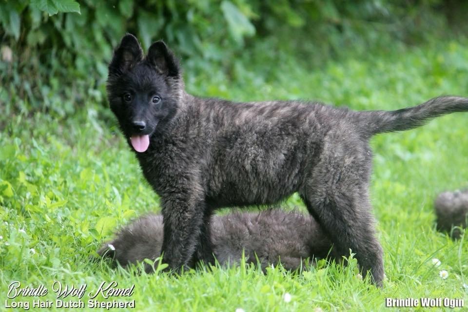 Brindle Wolf Ogin