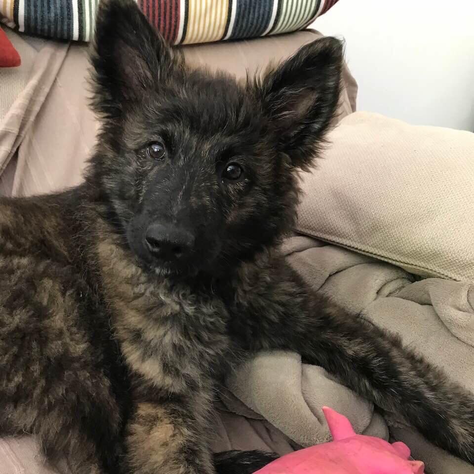 Brindle Wolf Odina