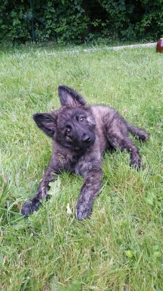 Brindle Wolf Ominotago