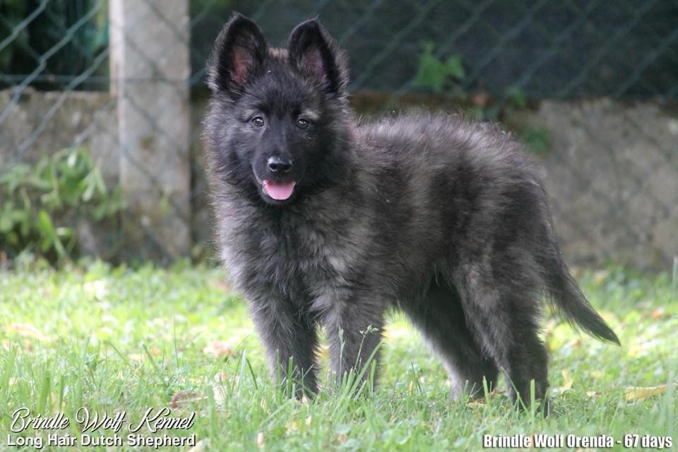 Brindle Wolf Orenda