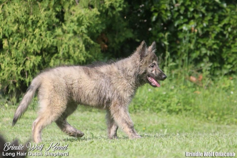 Brindle Wolf Onacona