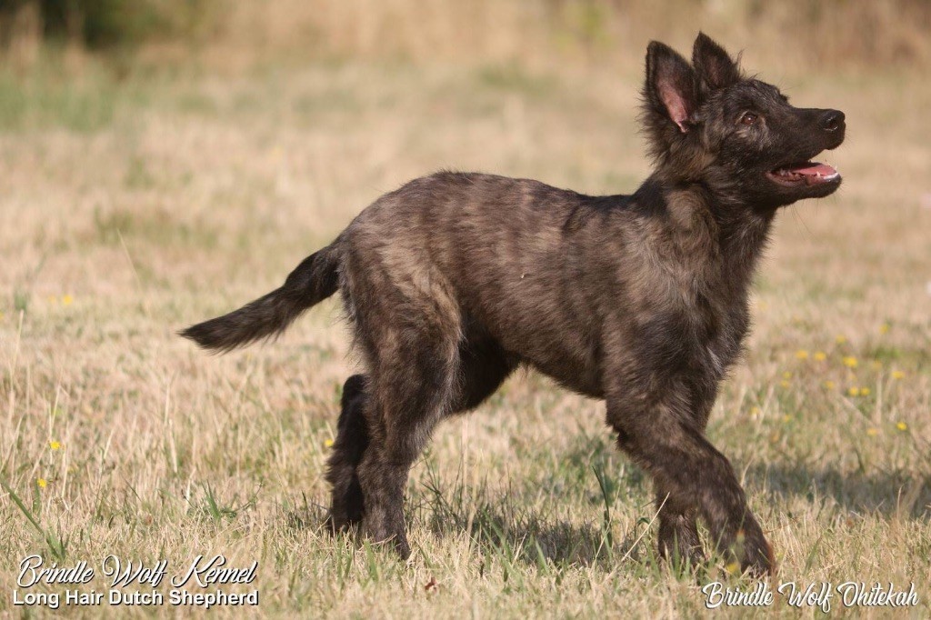 Brindle Wolf Ohitekah