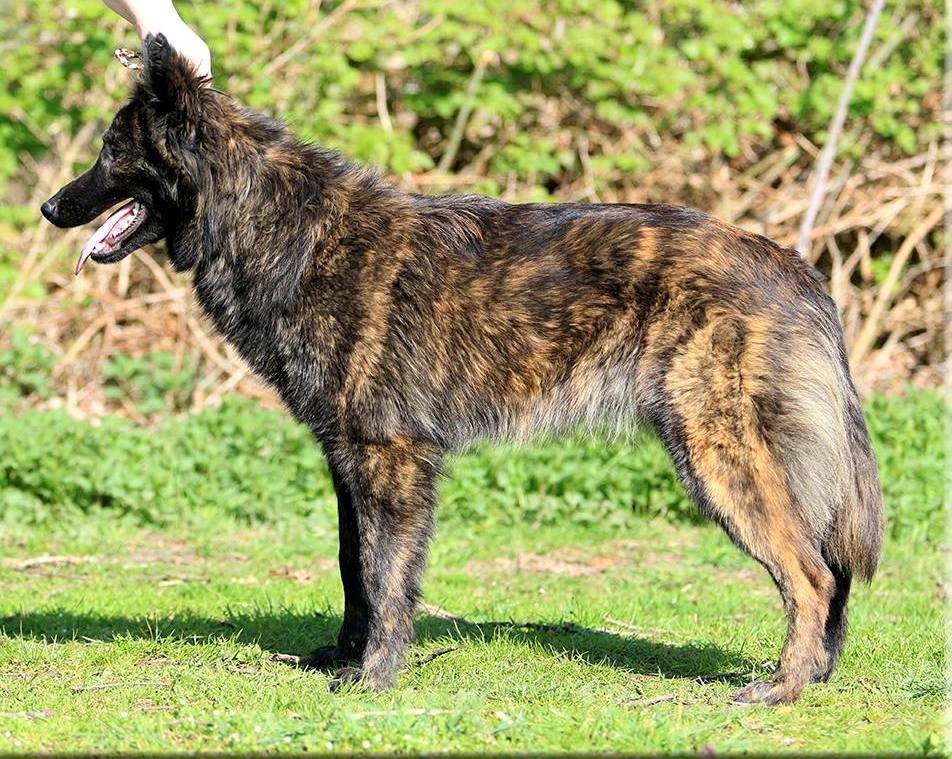 Brindle Wolf Olathe