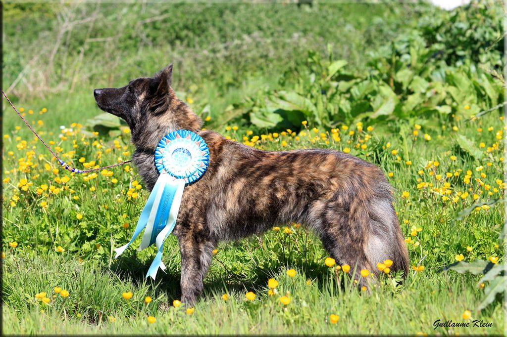 CH. Brindle Wolf Nat