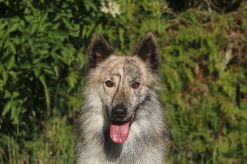 Brindle Wolf Naos