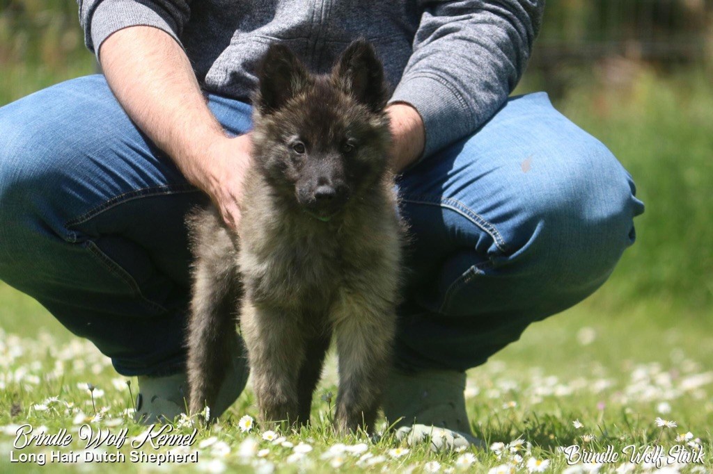 Brindle Wolf Stark