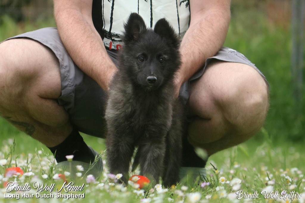 Brindle Wolf Spitfire