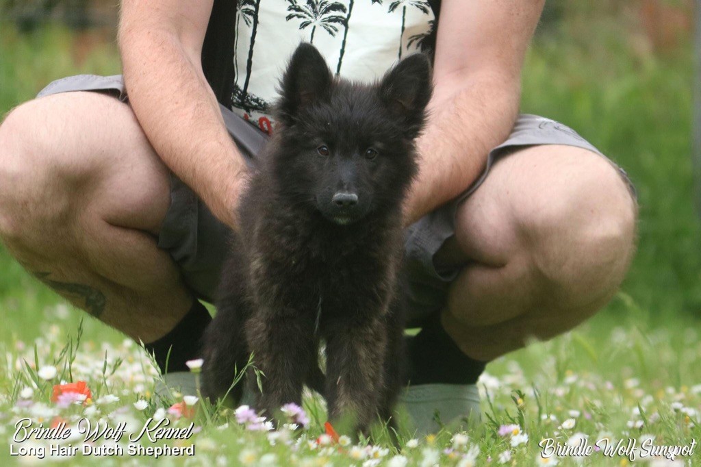 Brindle Wolf Sunspot