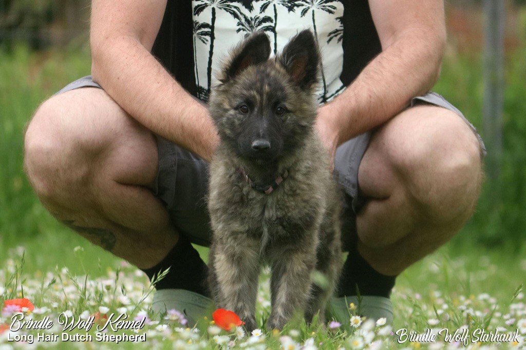 Brindle Wolf Starhawk