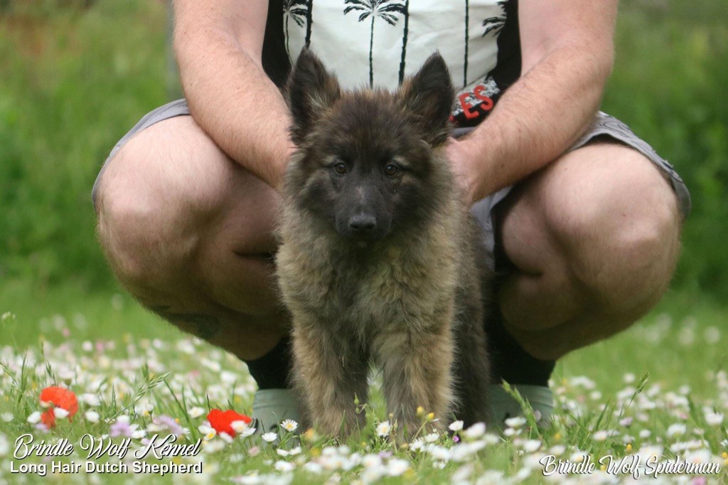 Brindle Wolf Spiderman