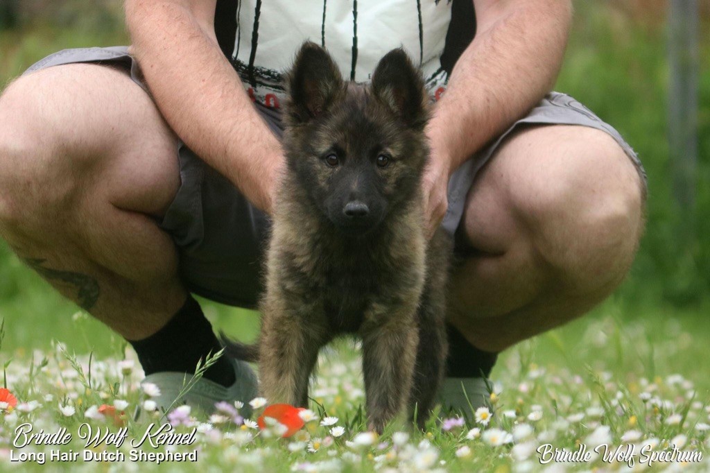 Brindle Wolf Spectrum
