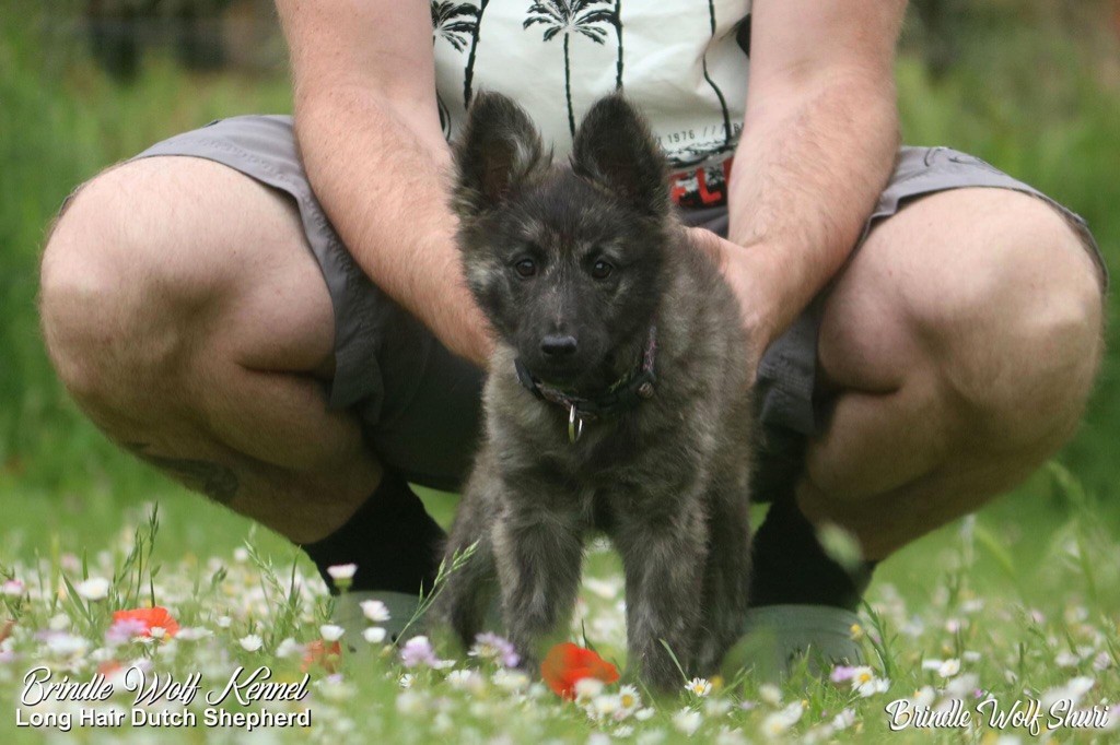 Brindle Wolf Shuri