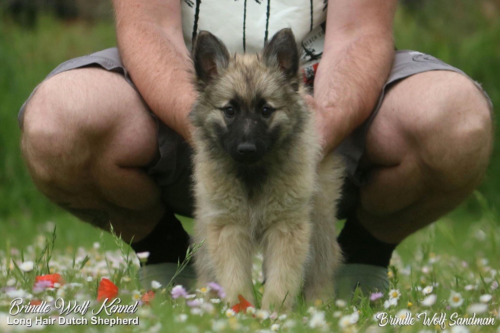 Brindle Wolf Sandman