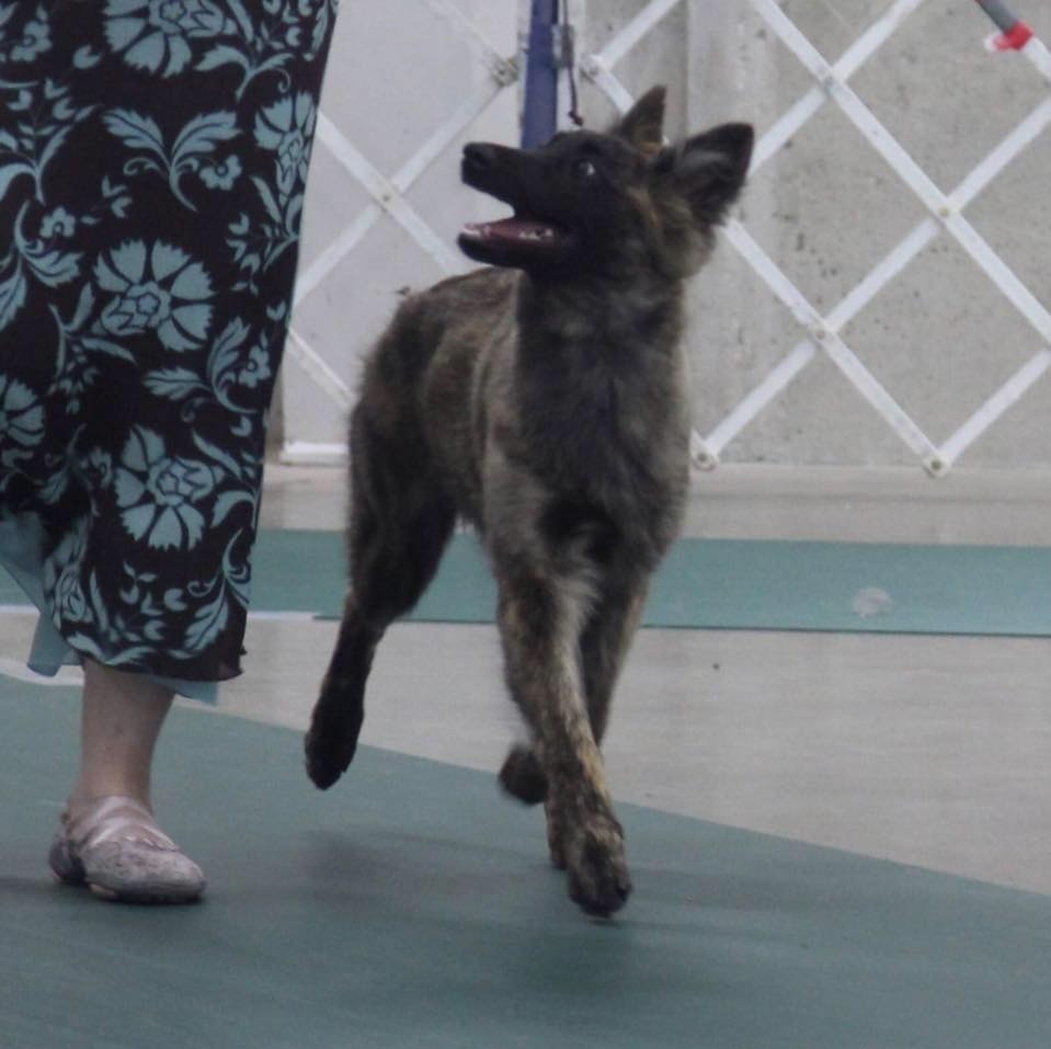 Brindle Wolf - Brindle Wolf Nunki