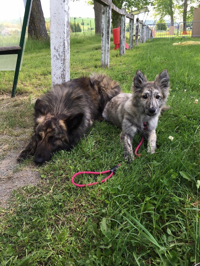 Brindle Wolf - Brindle Wolf Nushaba