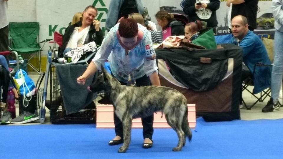 Brindle Wolf - Brindle Wolf Nihal